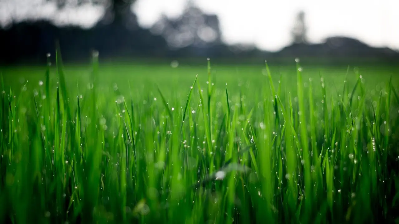 Incorporating Nanobubbles into Your Farming Practices for Better Results